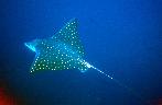Golden Eagle Ray Costa Rica